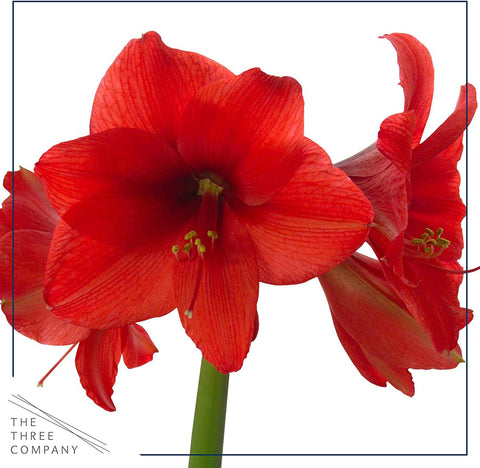 Waxed amaryllis closeup shows vibrant red blooms and wax sealing.