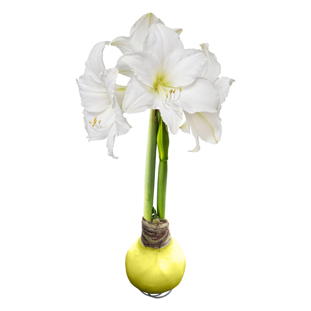 The Three Company waxed amaryllis bulb in yellow wax, ready to brighten a shelf for spring decor.