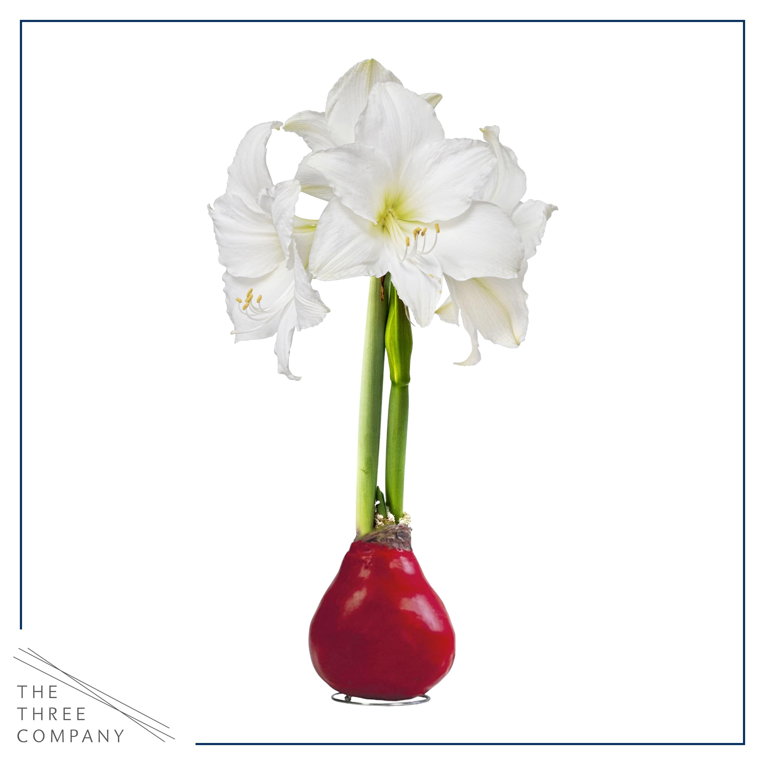 Desk-tabletop display of waxed amaryllis adding color to a bright workspace.
