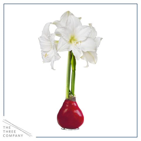 Desk-tabletop display of waxed amaryllis adding color to a bright workspace.