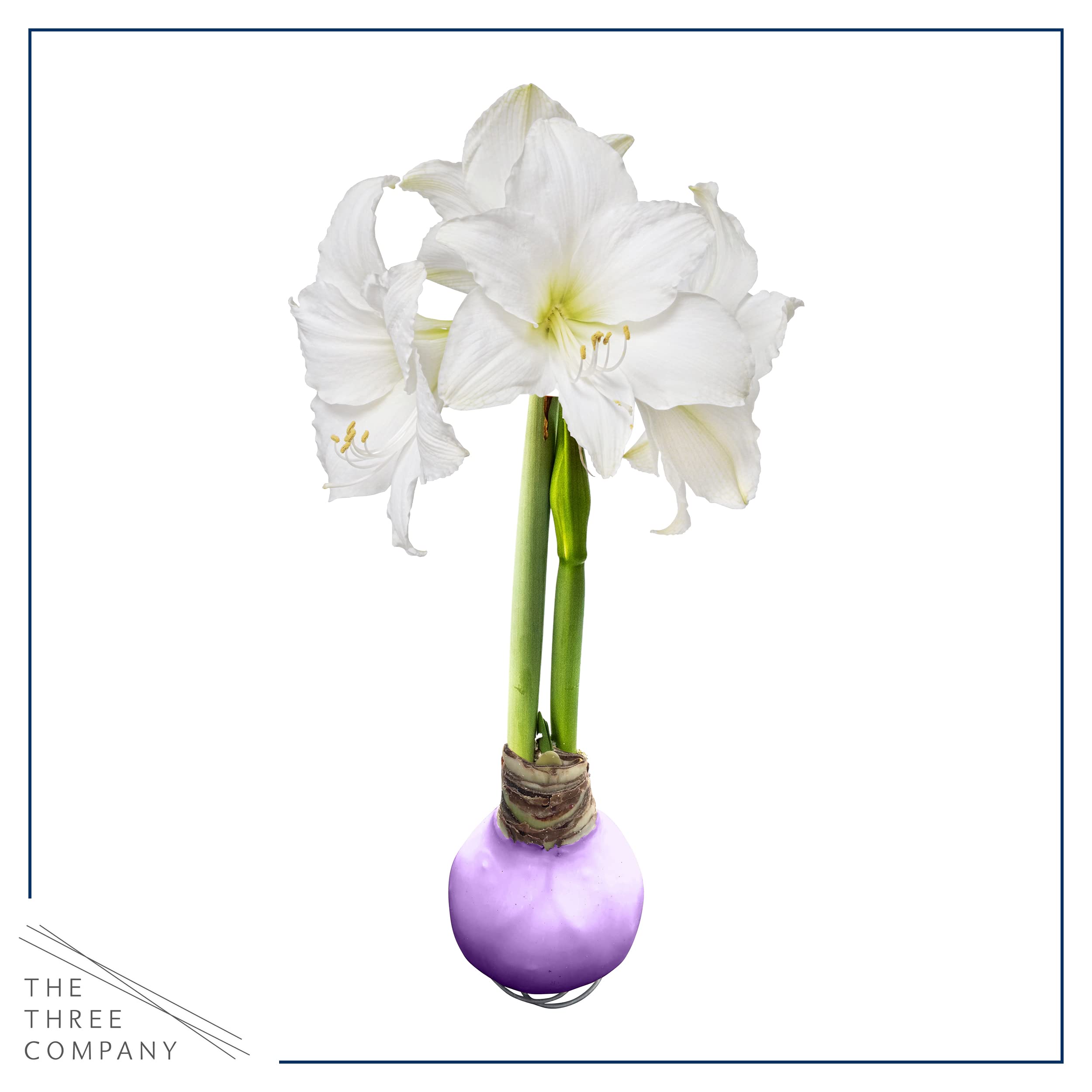 The Three Company waxed amaryllis easy-care bulb offers long-lasting color.