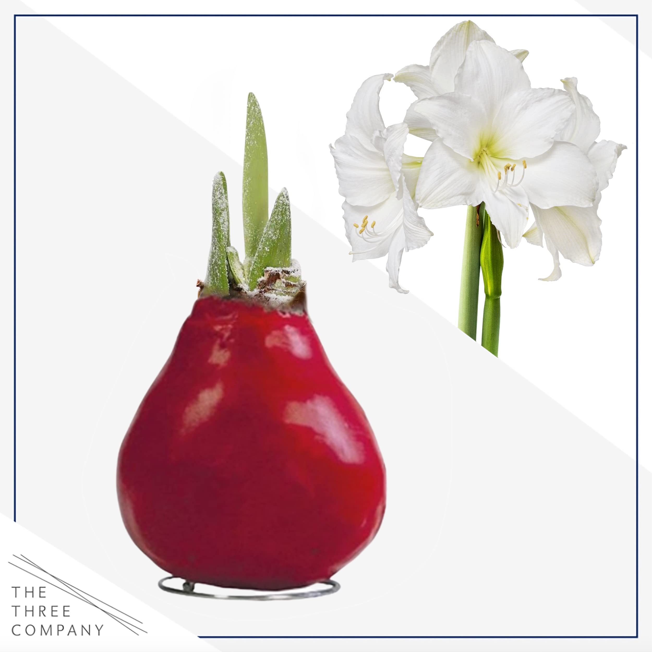 Shipped fresh from The Three Company greenhouse, waxed amaryllis arrives ready to bloom.