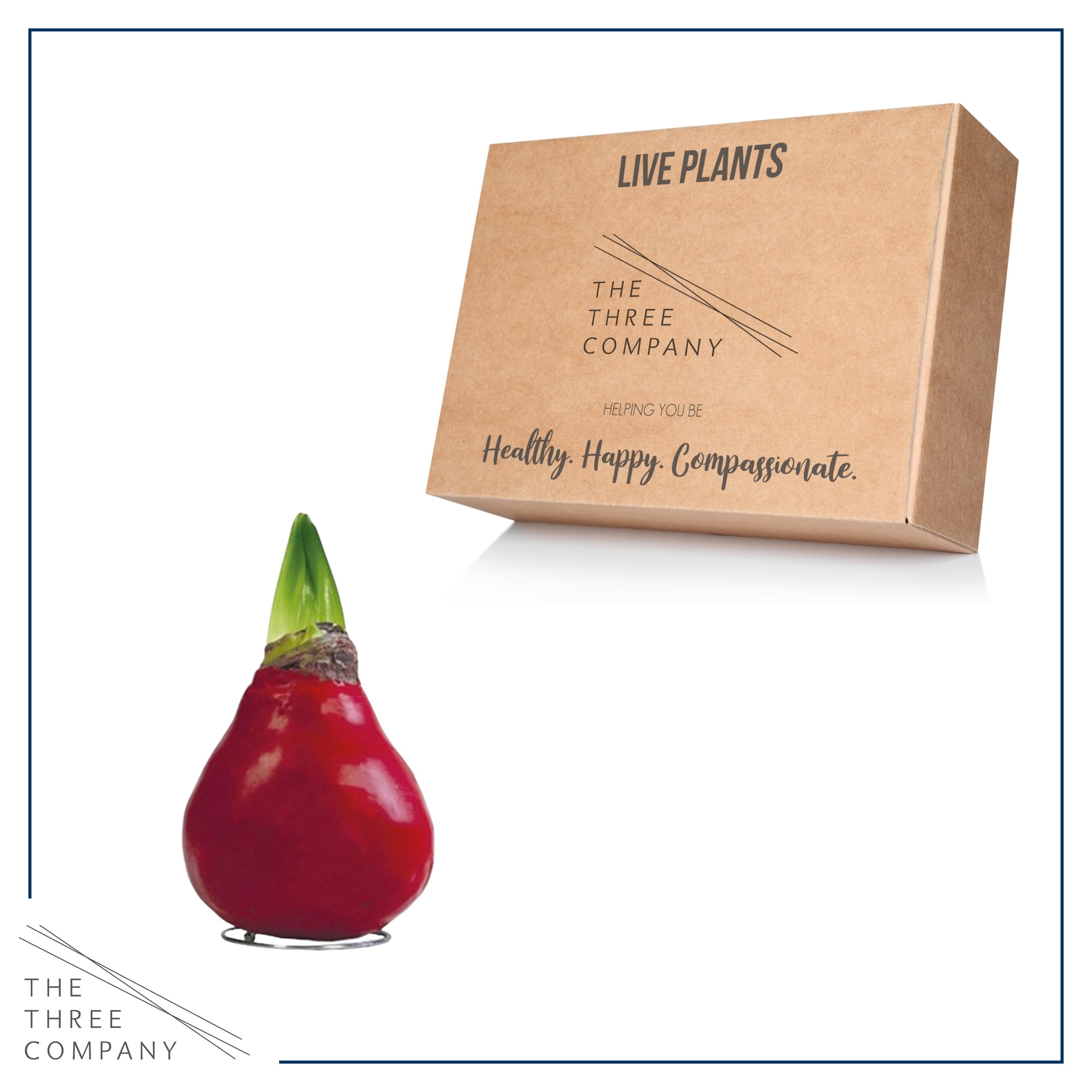 Live décor from The Three Company waxed amaryllis for stylish interiors.