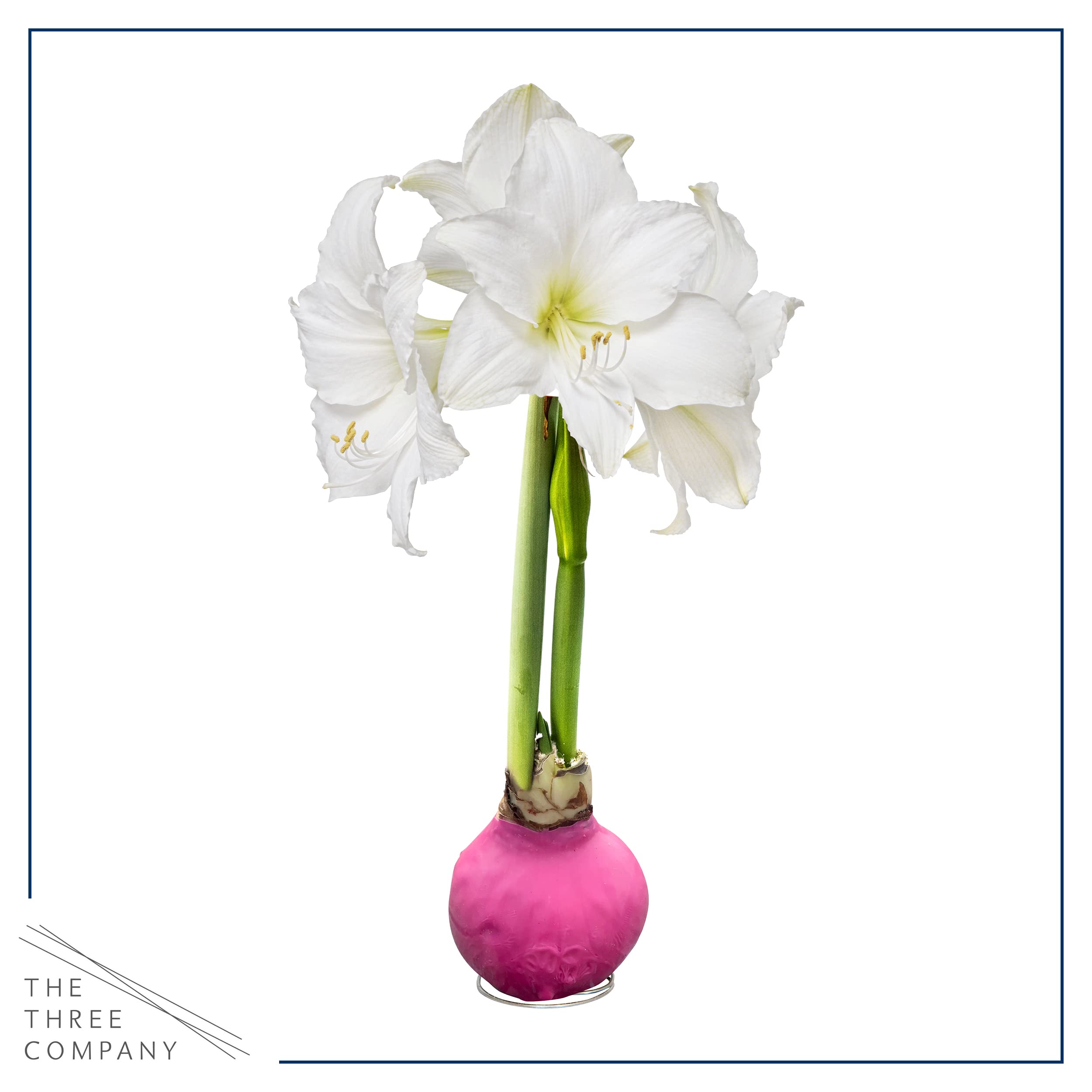 The Three Company waxed amaryllis no watering, easy display for any room.