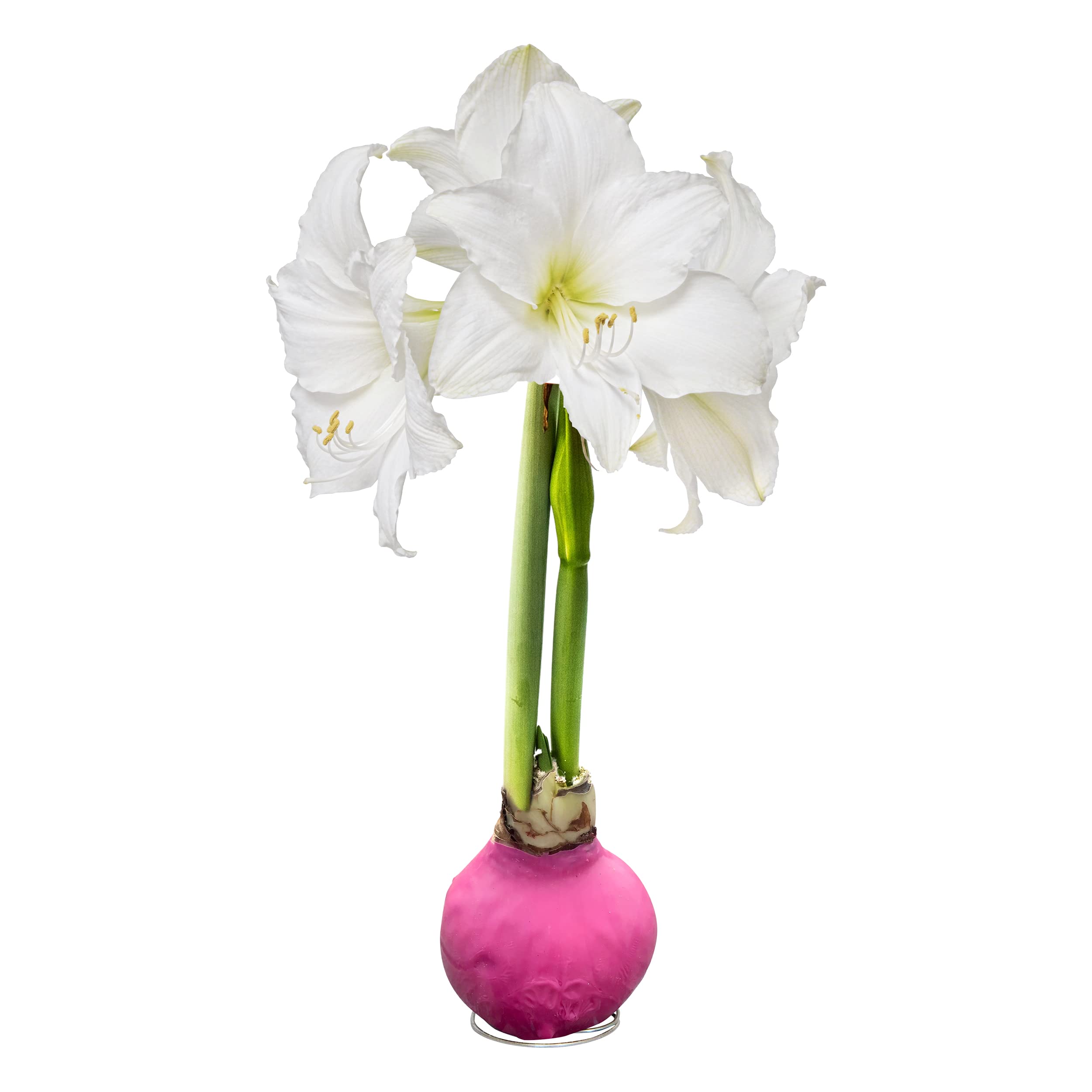 The Three Company waxed amaryllis with pink wax, a striking tabletop centerpiece.