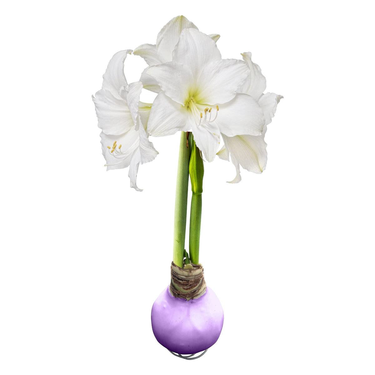 The Three Company waxed amaryllis purple-wax-bloom brings vibrant spring color with no watering.