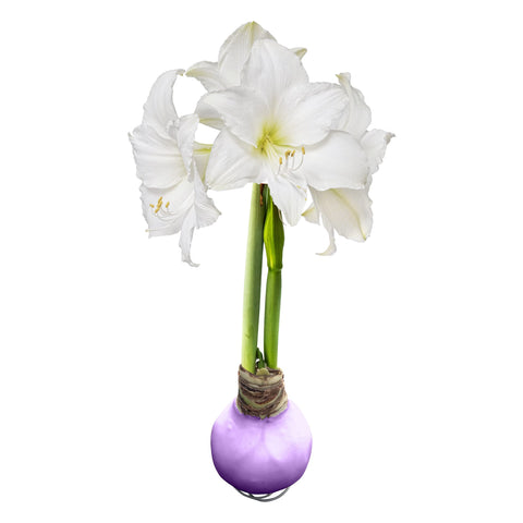The Three Company waxed amaryllis purple-wax-bloom brings vibrant spring color with no watering.