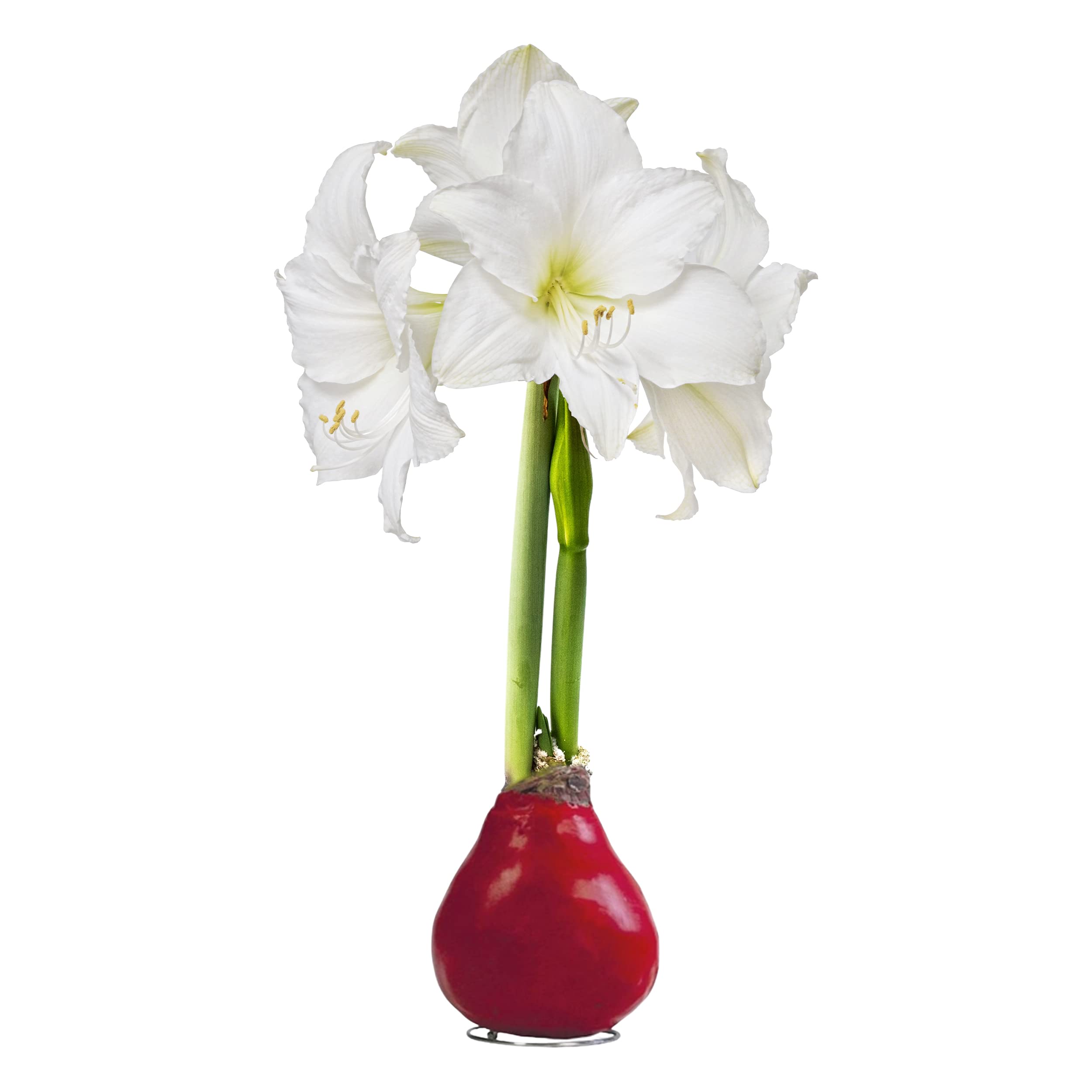 The Three Company waxed amaryllis with red wax and white blooms for bold decor.