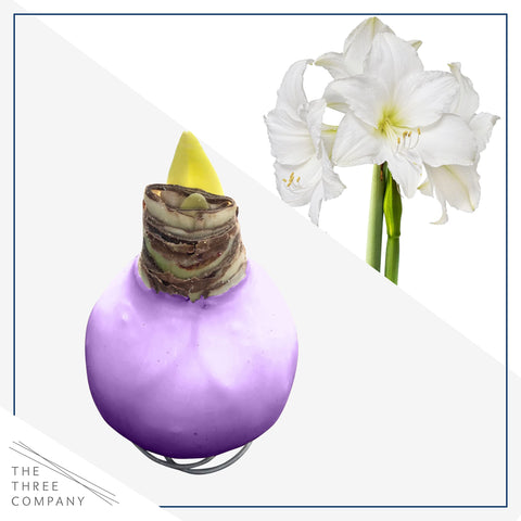 The Three Company waxed amaryllis purple-wax bloom enhances shelf decor.