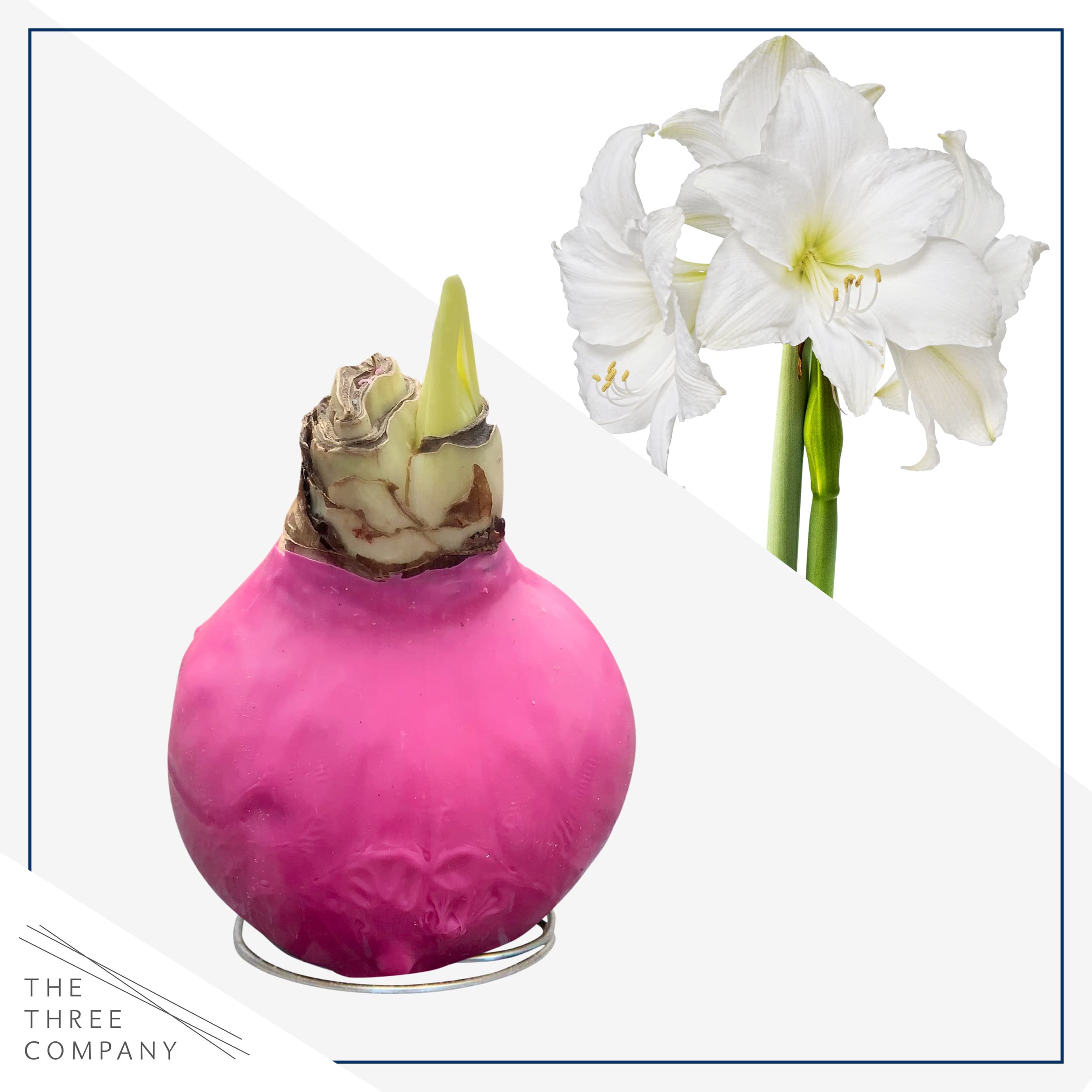 The Three Company waxed amaryllis tabletop decoration, ideal for coffee tables.