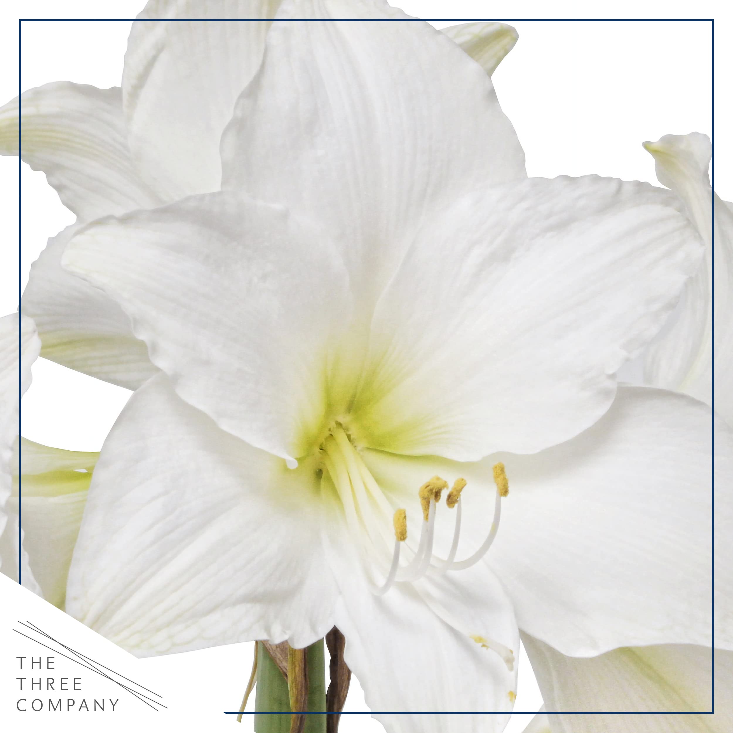 The Three Company waxed amaryllis with white blooms, ideal for bright spring decor.