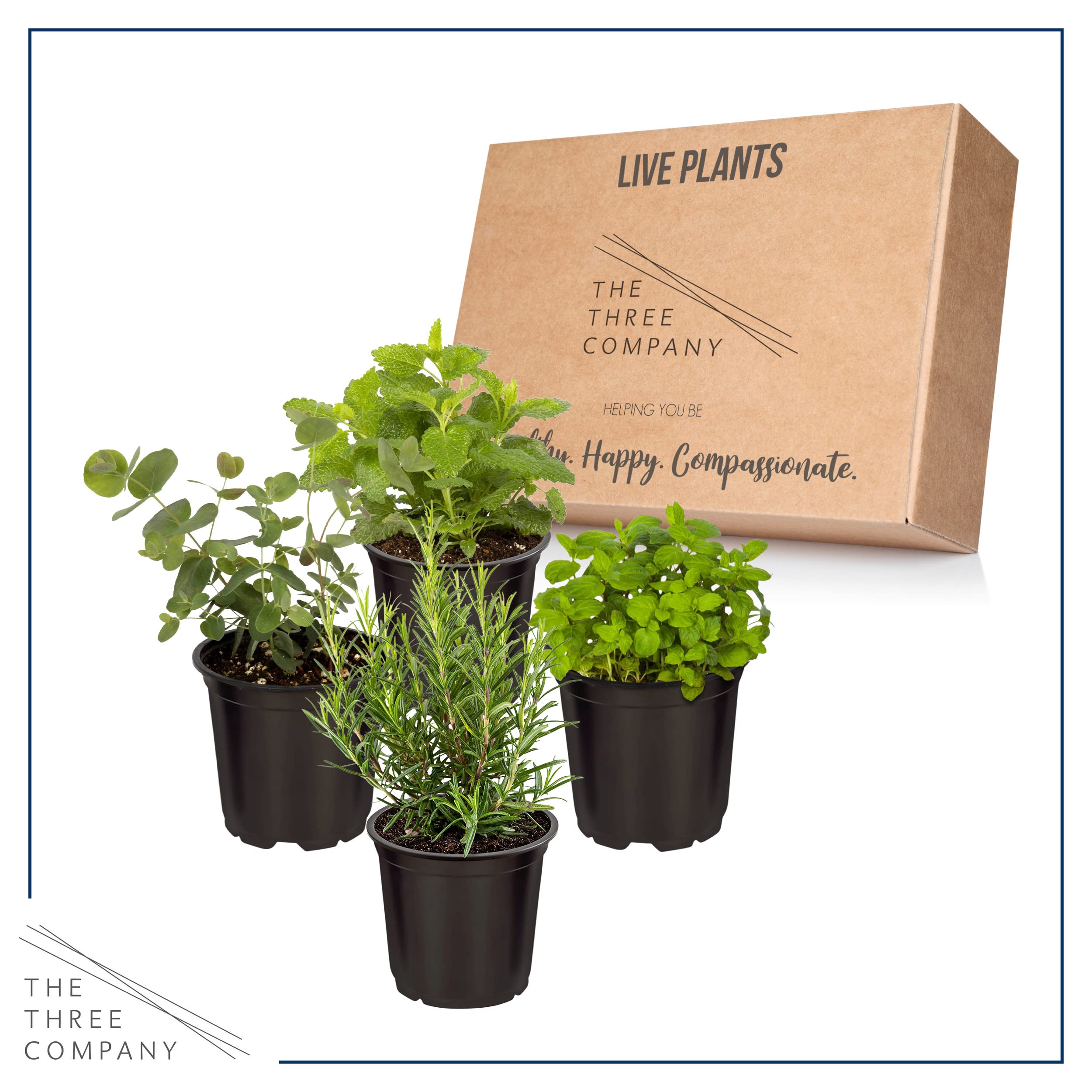 The Three Company windowsill herbs setup on a bright kitchen sill.