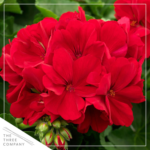 The Three Company zonal geranium red bloom close-up highlights bold petals.