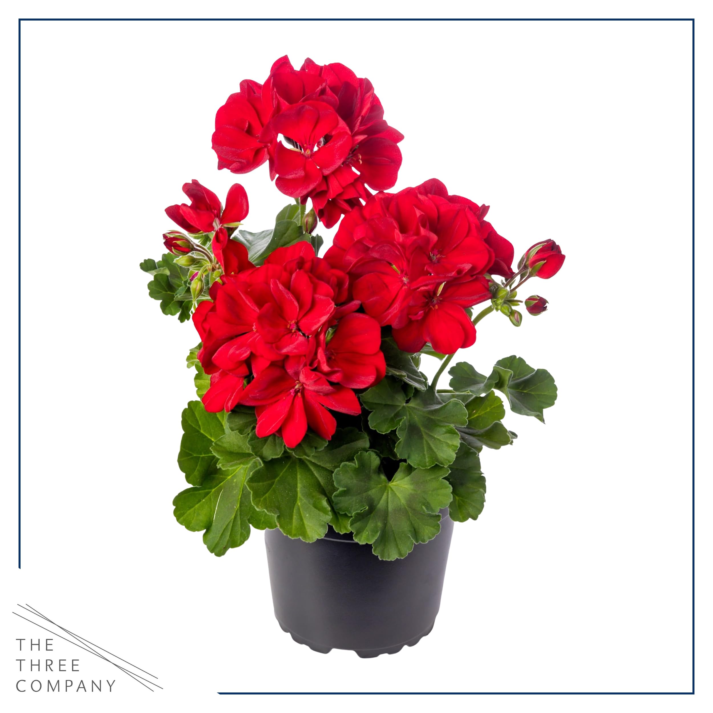 The Three Company zonal geranium red plant in a 1 qt pot ready for planting.