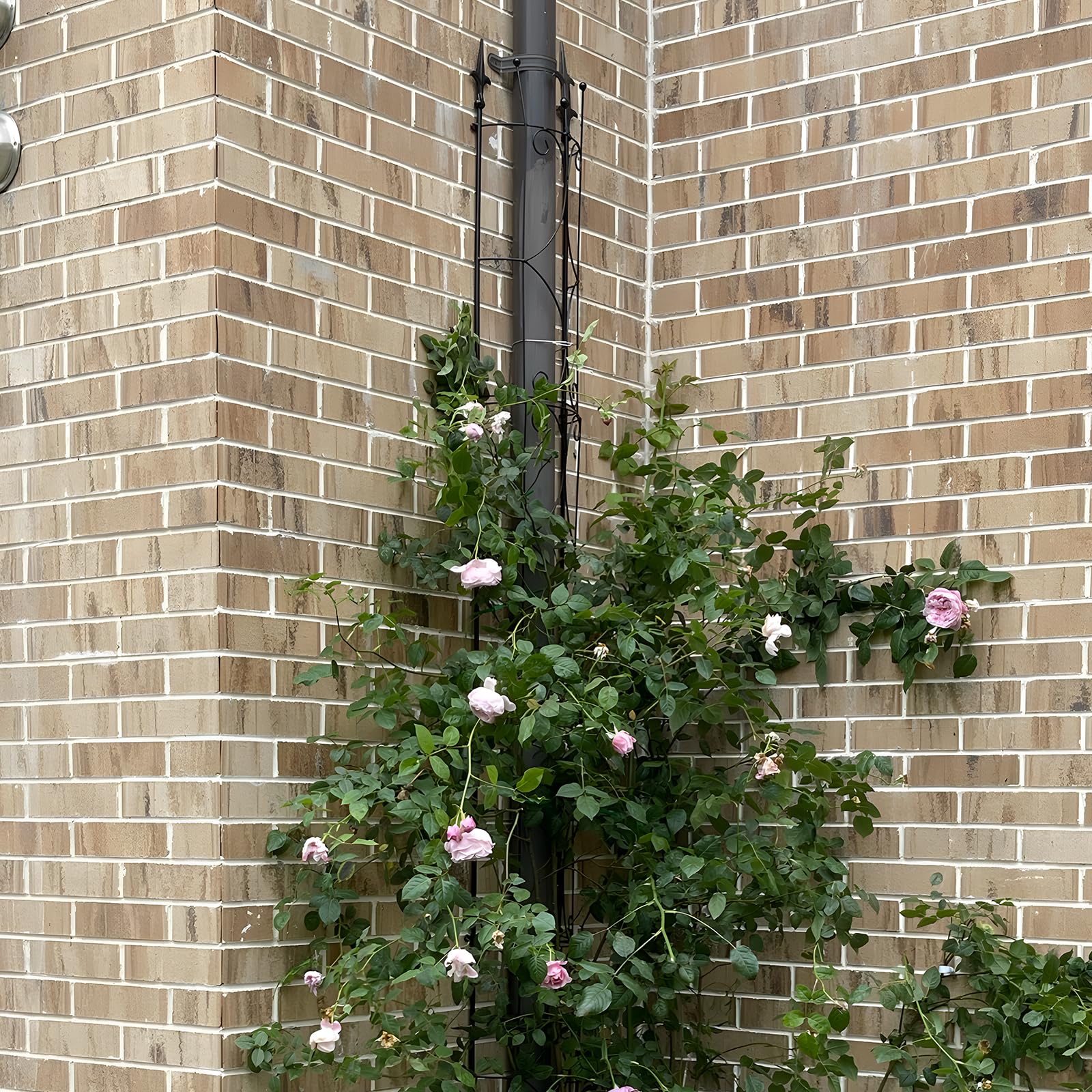 Thealyn Garden Trellis easy assembly and disassembly for flexible layout.