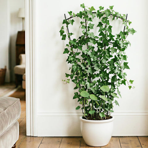 Sturdy Thealyn trellis supports ivy, clematis, jasmine, roses, and more