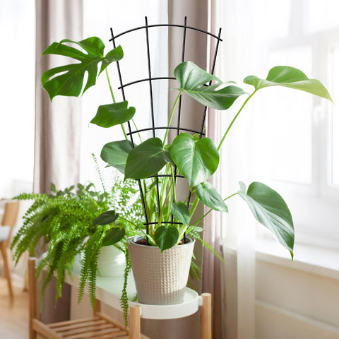 Thealyn 32-inch trellises keep trailing stems tidy.