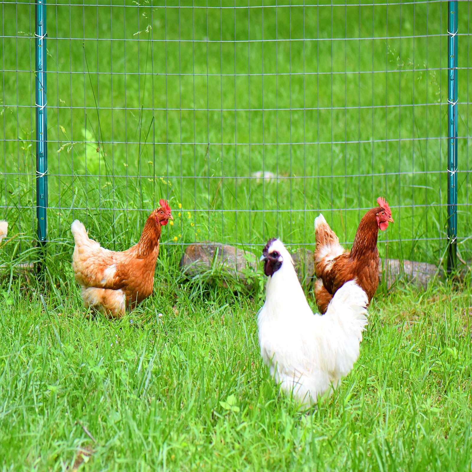 Thealyn versatile garden use covers fencing, signs, and temporary borders.
