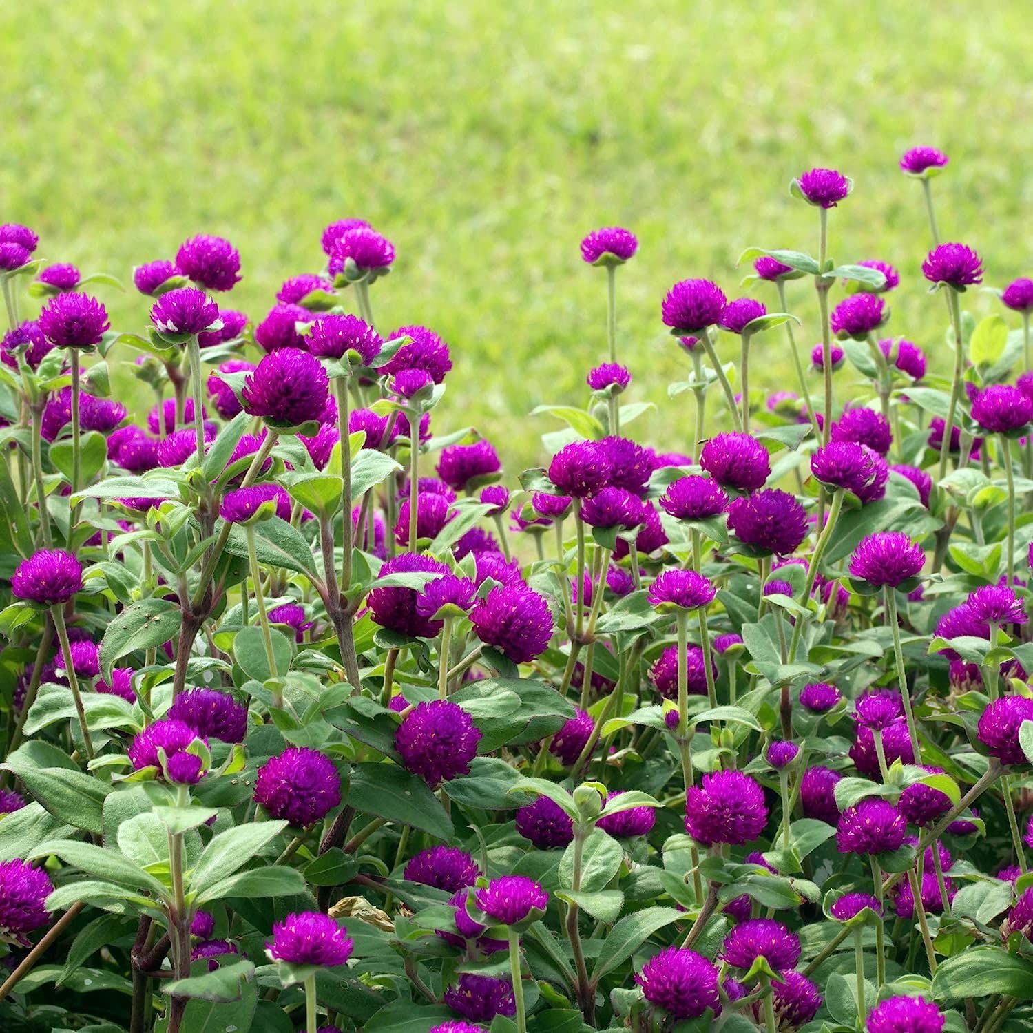 The Lucky Stars 2000 Purple Globe Amaranth seeds pack – vibrant, long-lasting garden color.