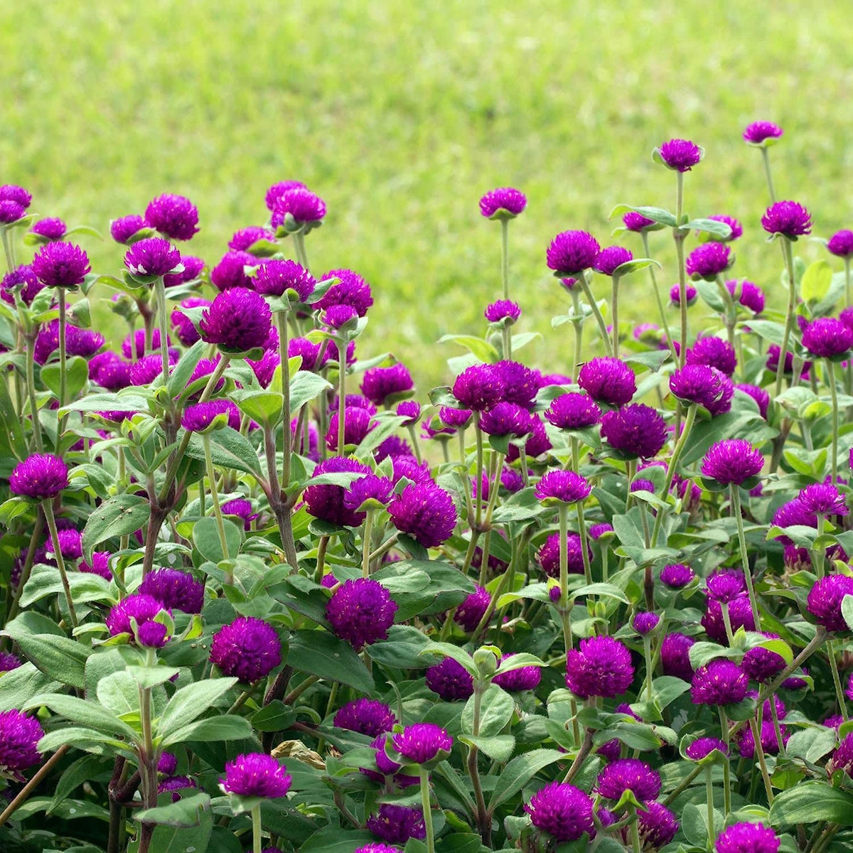 The Lucky Stars 2000 Purple Globe Amaranth seeds pack – vibrant, long-lasting garden color.