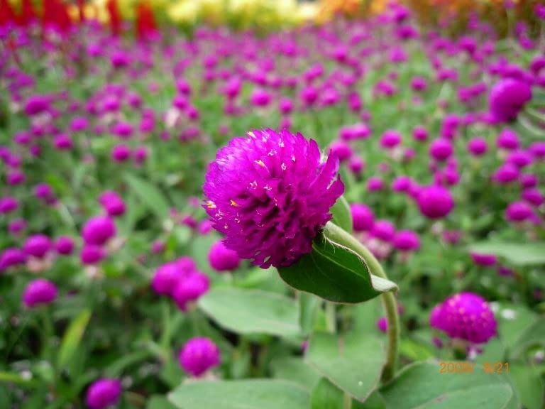 The Lucky Stars Globe Amaranth bloom closeup – fiery magenta flowers add drama.