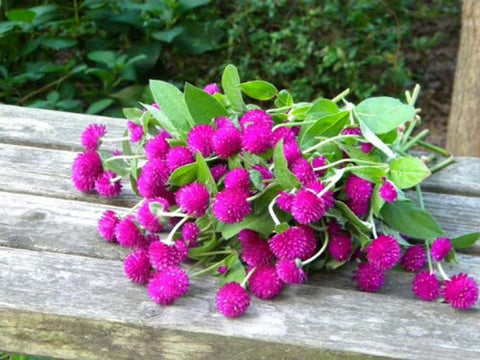 The Lucky Stars Gomphrena plant in garden – resilient color through the peak of summer.