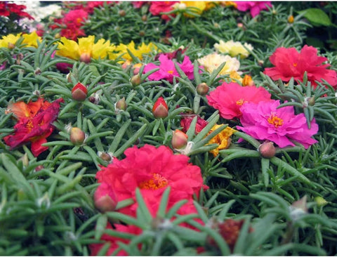 The Lucky Stars Moss Rose container display featuring quick color in pots and baskets.