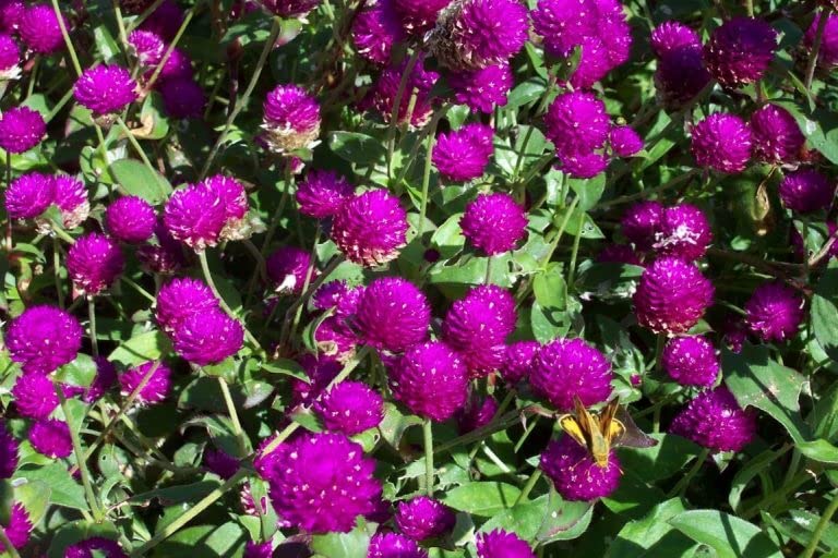 The Lucky Stars seed packet front – easy-to-grow annual for hot, dry climates.