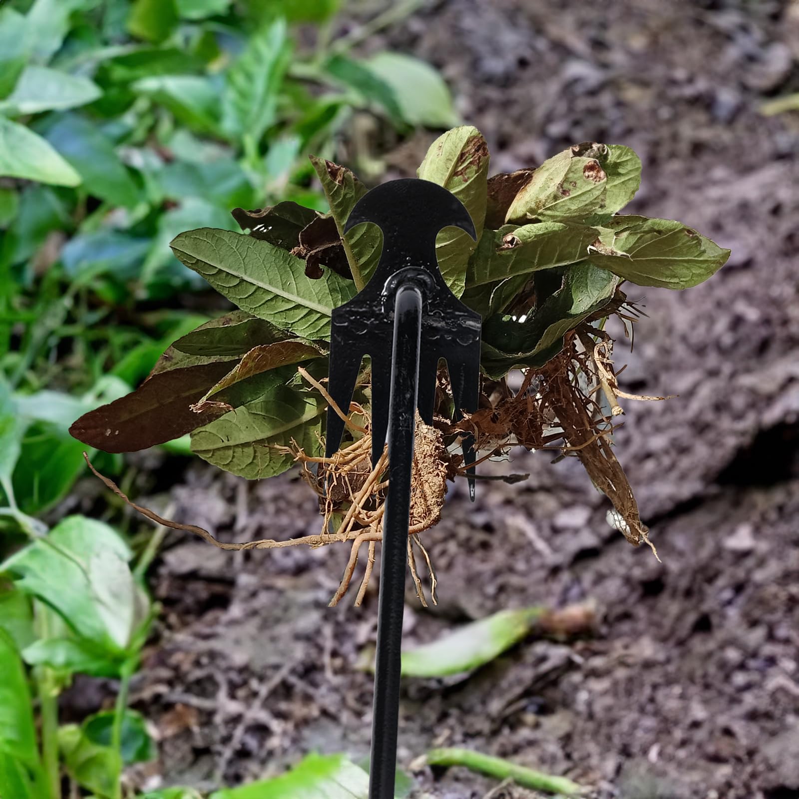Theuzi weed puller tool measures 16 inches for optimal reach in standing work.
