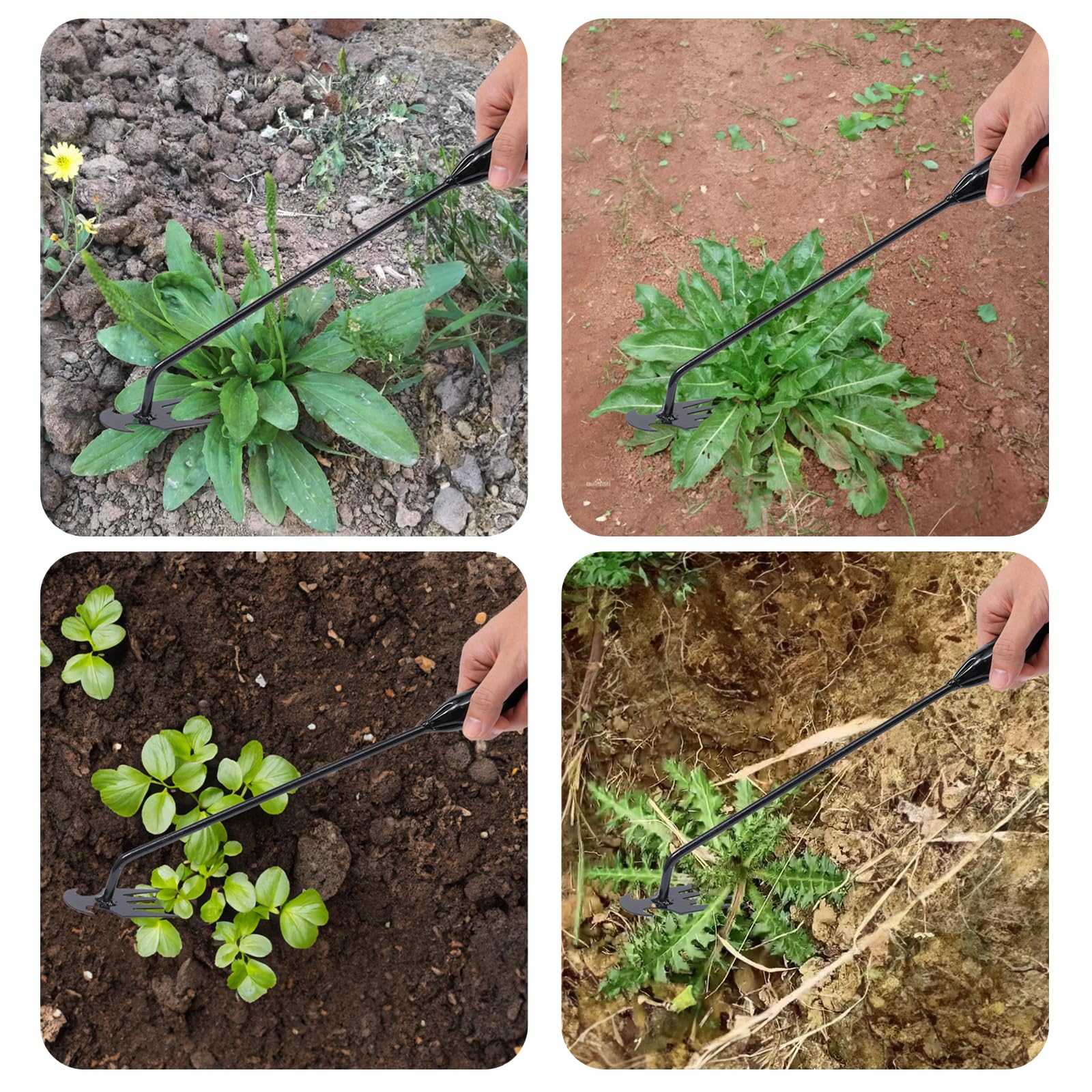 Theuzi weed puller tool with 4 tines helps loosen soil near roots for effective weeding.