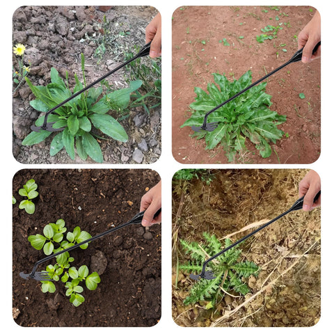 Theuzi weed puller tool with 4 tines helps loosen soil near roots for effective weeding.