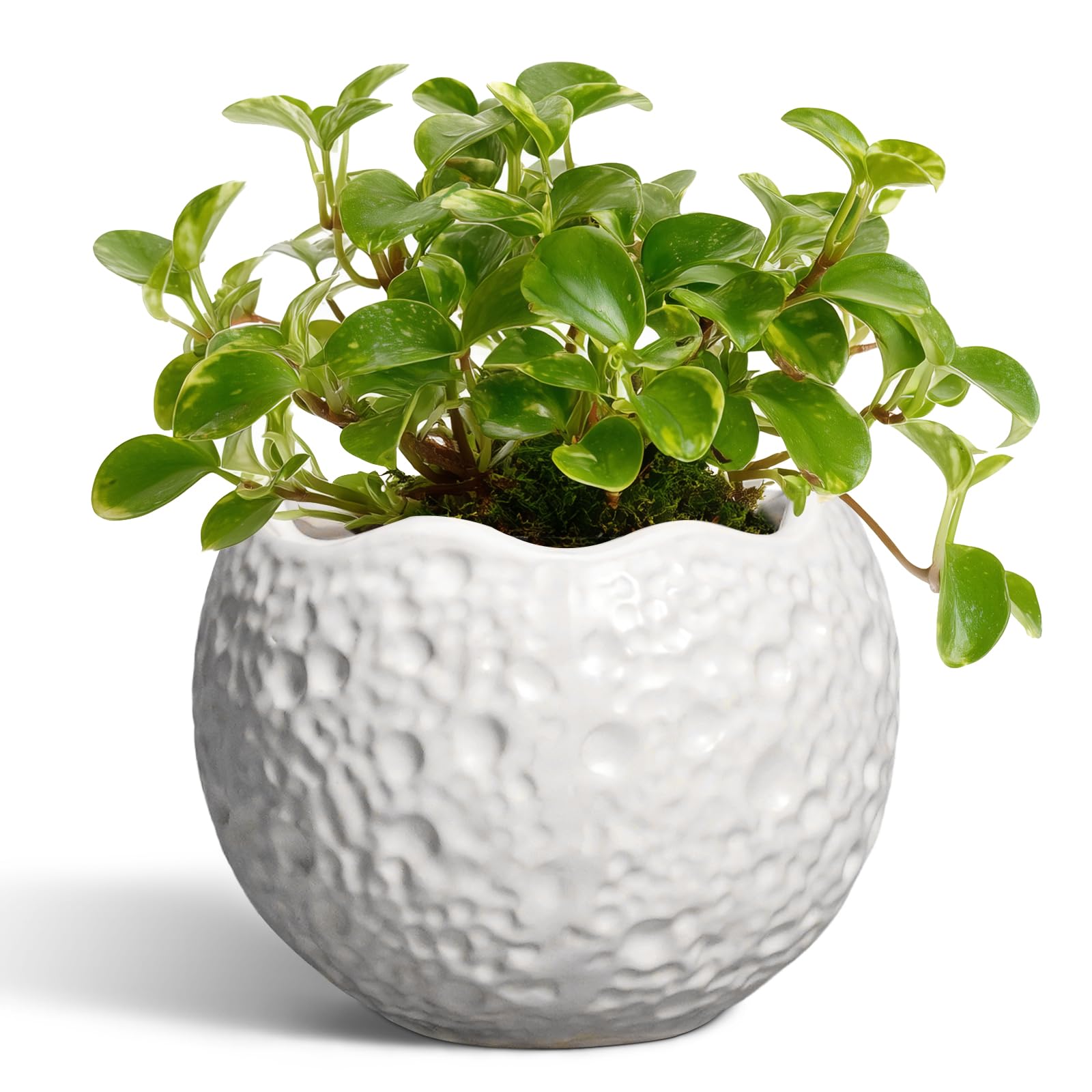 Thirtypot 4 inch plant pot with drainage hole for healthy roots and easy watering