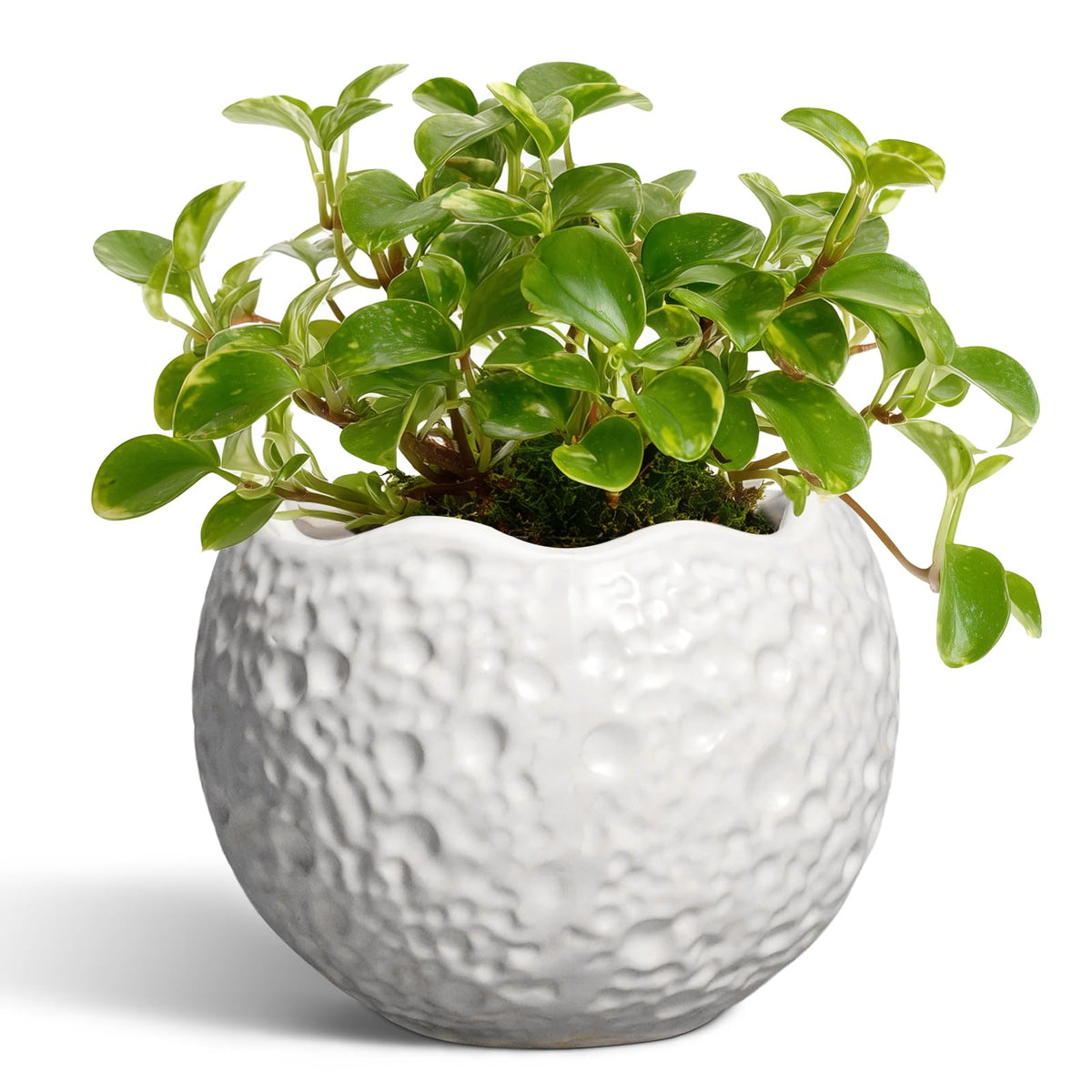 Thirtypot 4 inch plant pot with drainage hole for healthy roots and easy watering