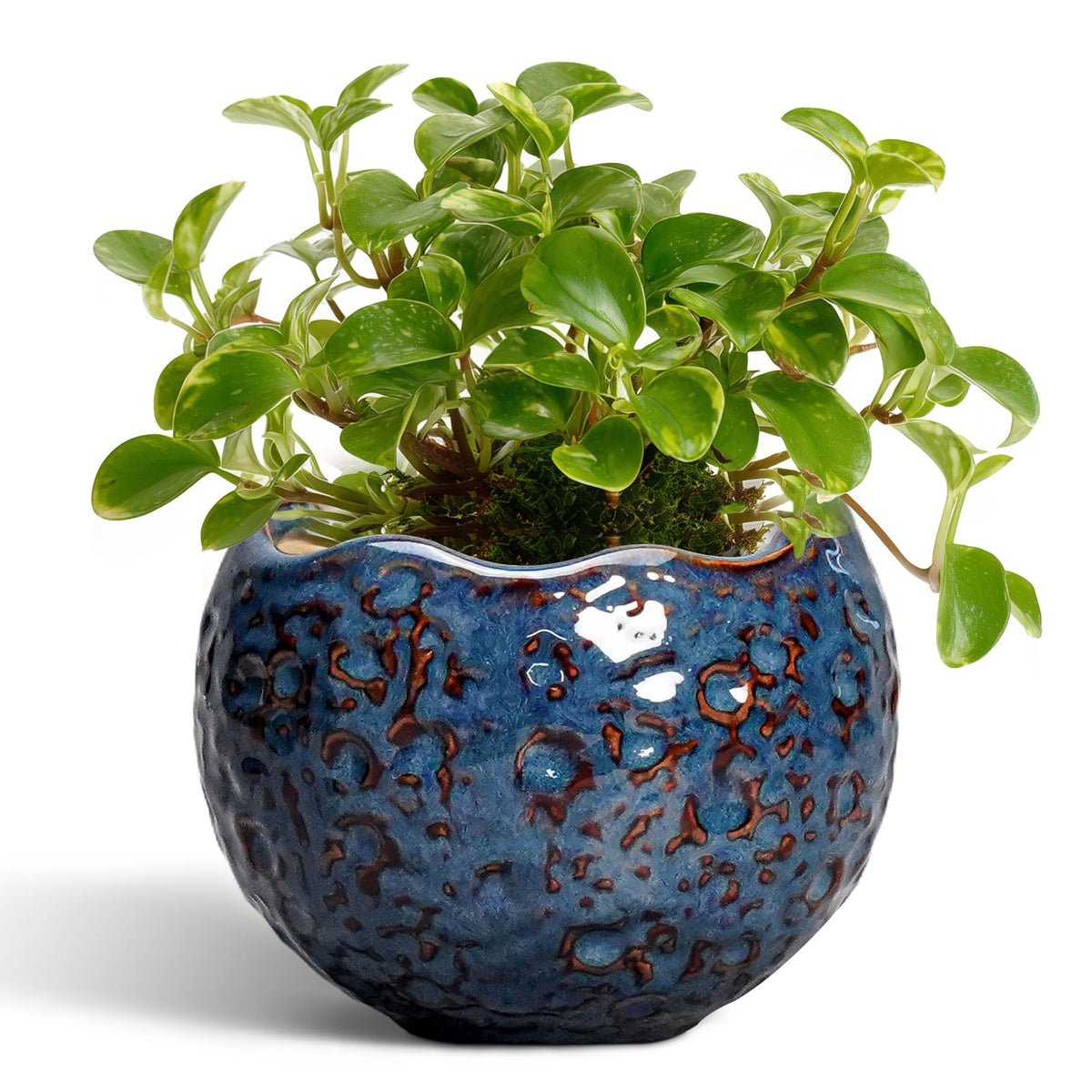 Thirtypot blue moon ceramic pot for stylish indoor plant displays.