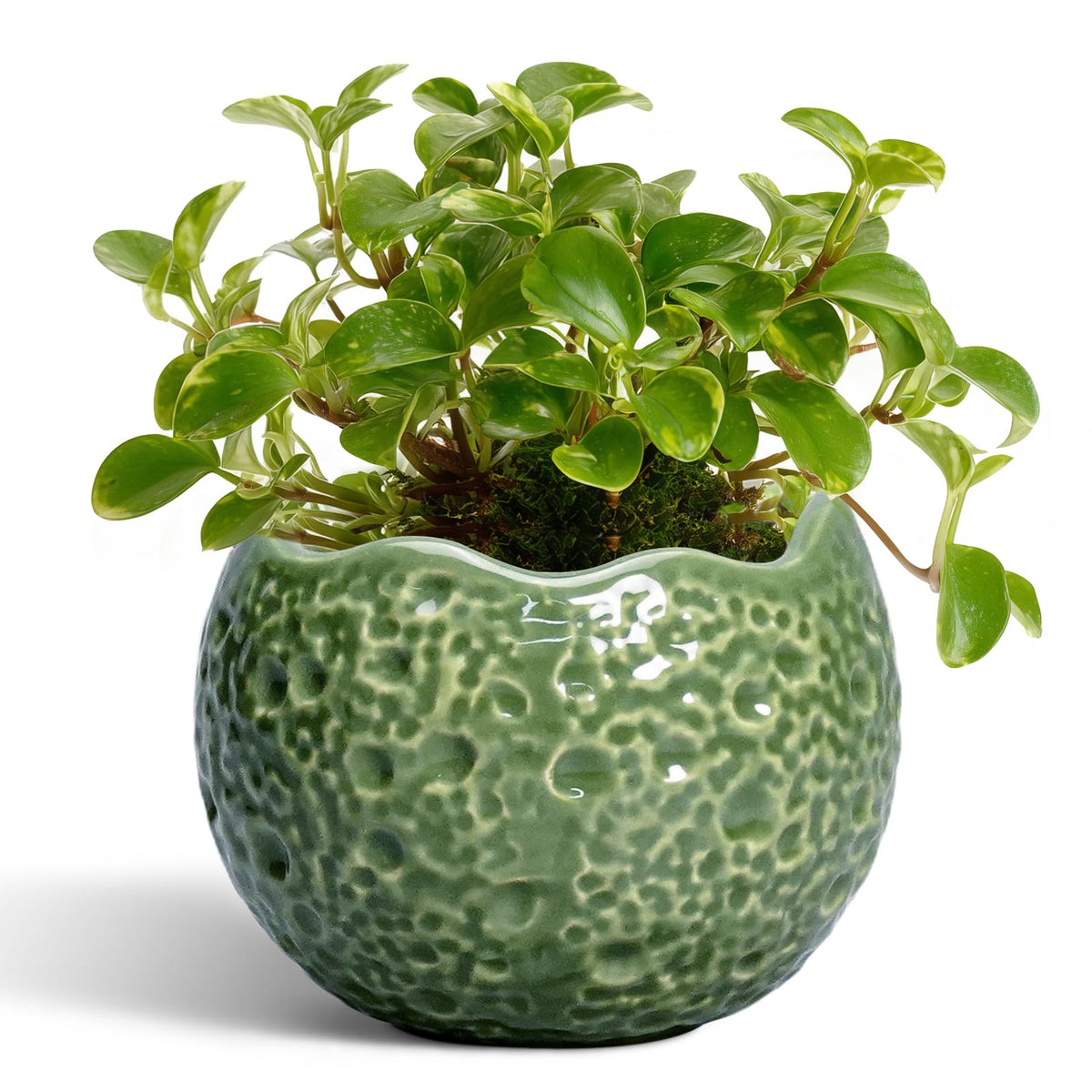 Thirtypot ceramic plant pot with drainage hole for healthy root moisture management