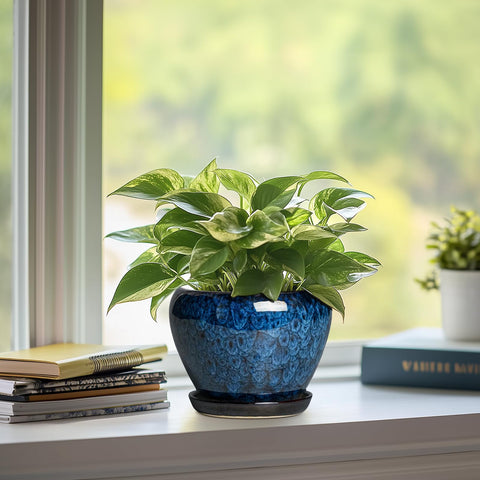 Thirtypot succulent pot in blue glaze for stylish greens.