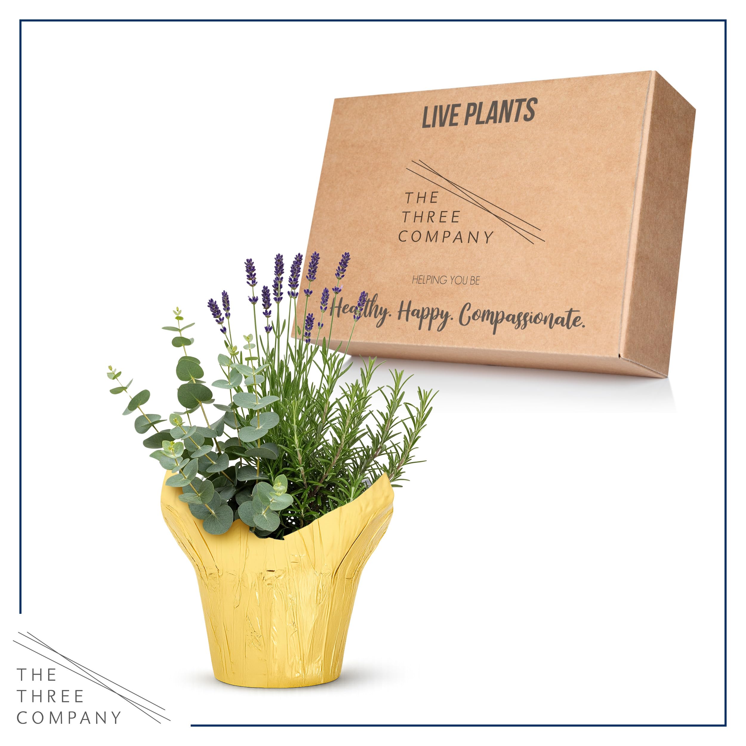 The Three Company deco cover herb combo setup for a compact indoor garden.