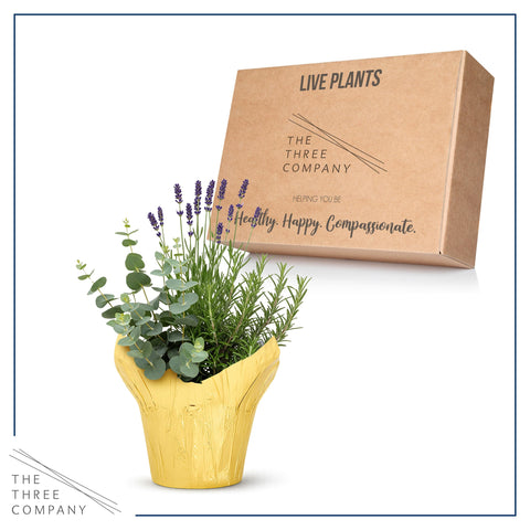 The Three Company deco cover herb combo setup for a compact indoor garden.