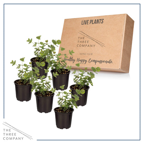 The Three Company eucalyptus aromatic leaf close-up highlights natural fragrance