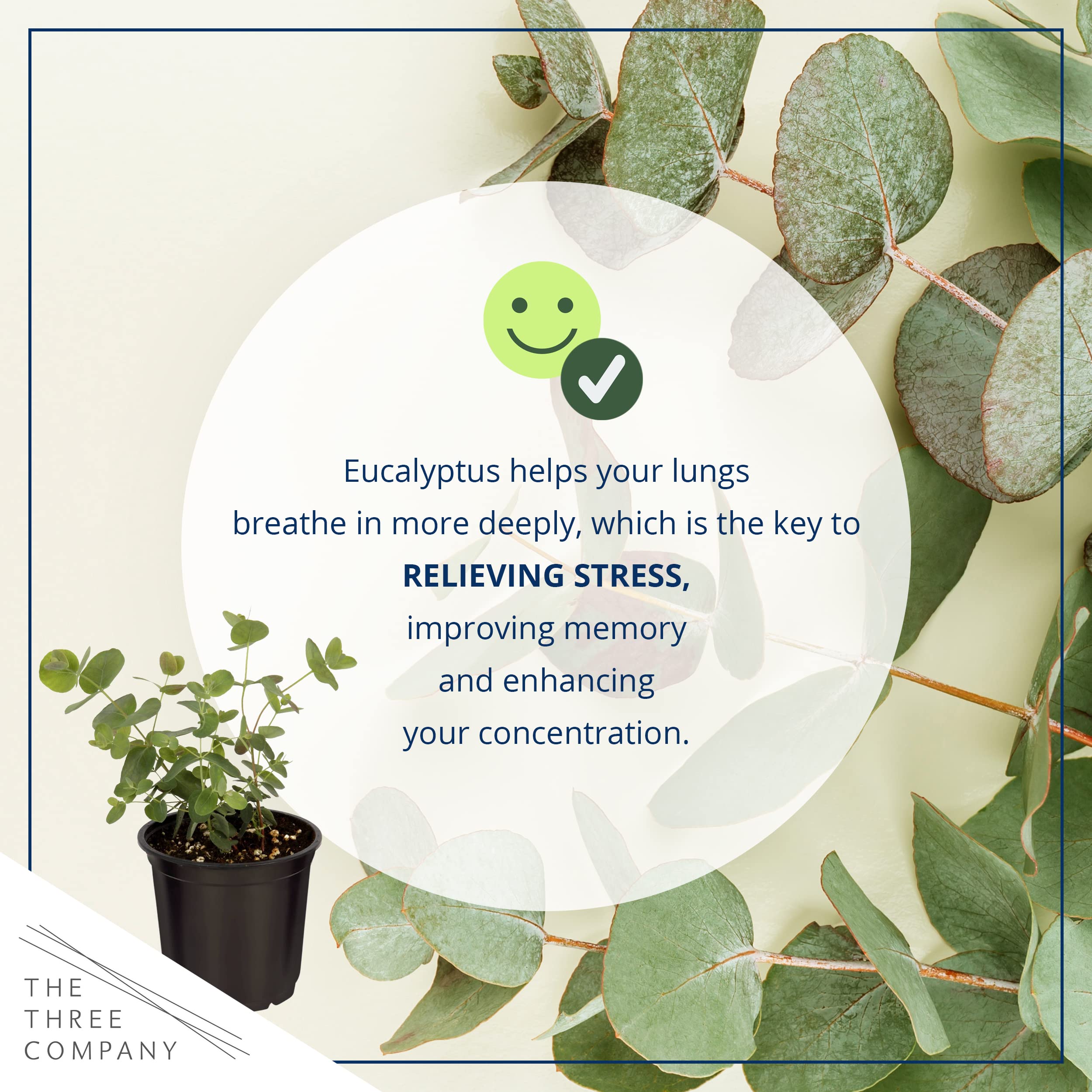 The Three Company eucalyptus care guide included for easy care