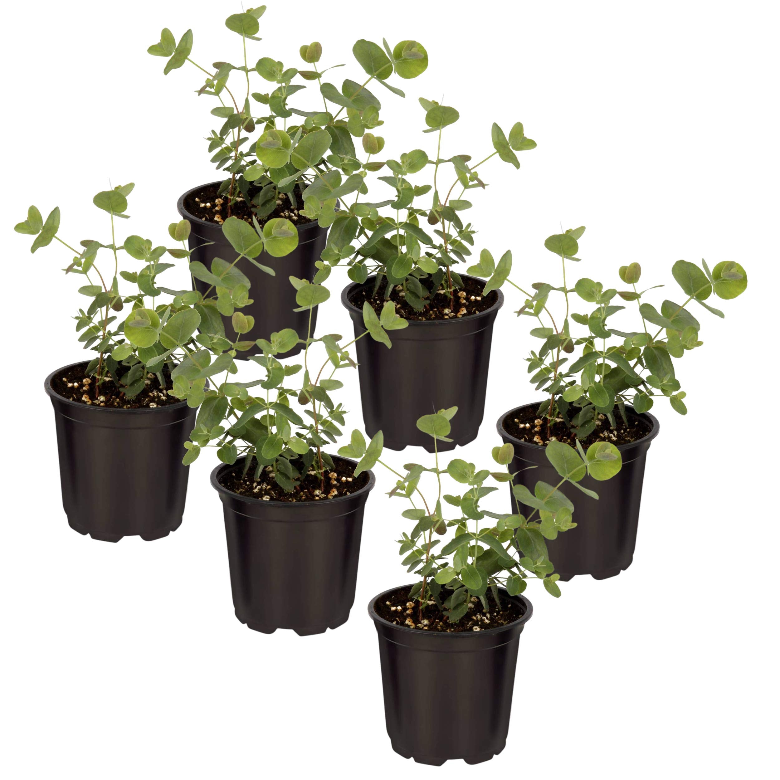 The Three Company eucalyptus live plant in a pint pot for air-purifying decor