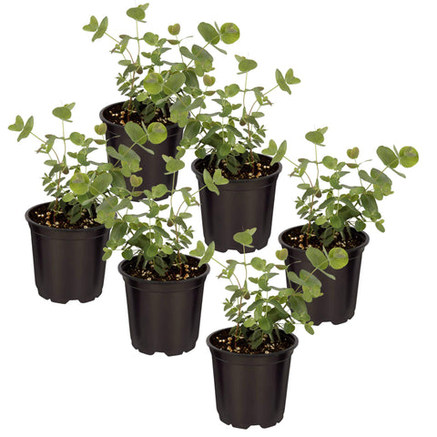 The Three Company eucalyptus live plant in a pint pot for air-purifying decor