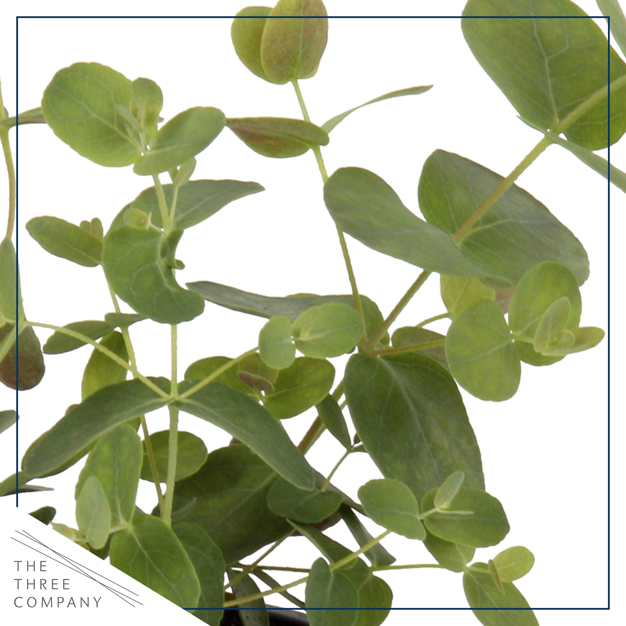 The Three Company eucalyptus potted plant close-up leaves showing silvery-green foliage