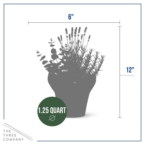 The Three Company eucalyptus plant in a deco cover offers a crisp, refreshing indoor scent.