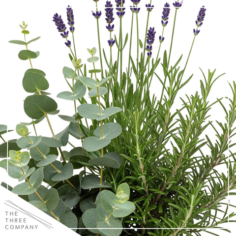 The Three Company lavender plant in a deco cover creates a calming living space aroma.