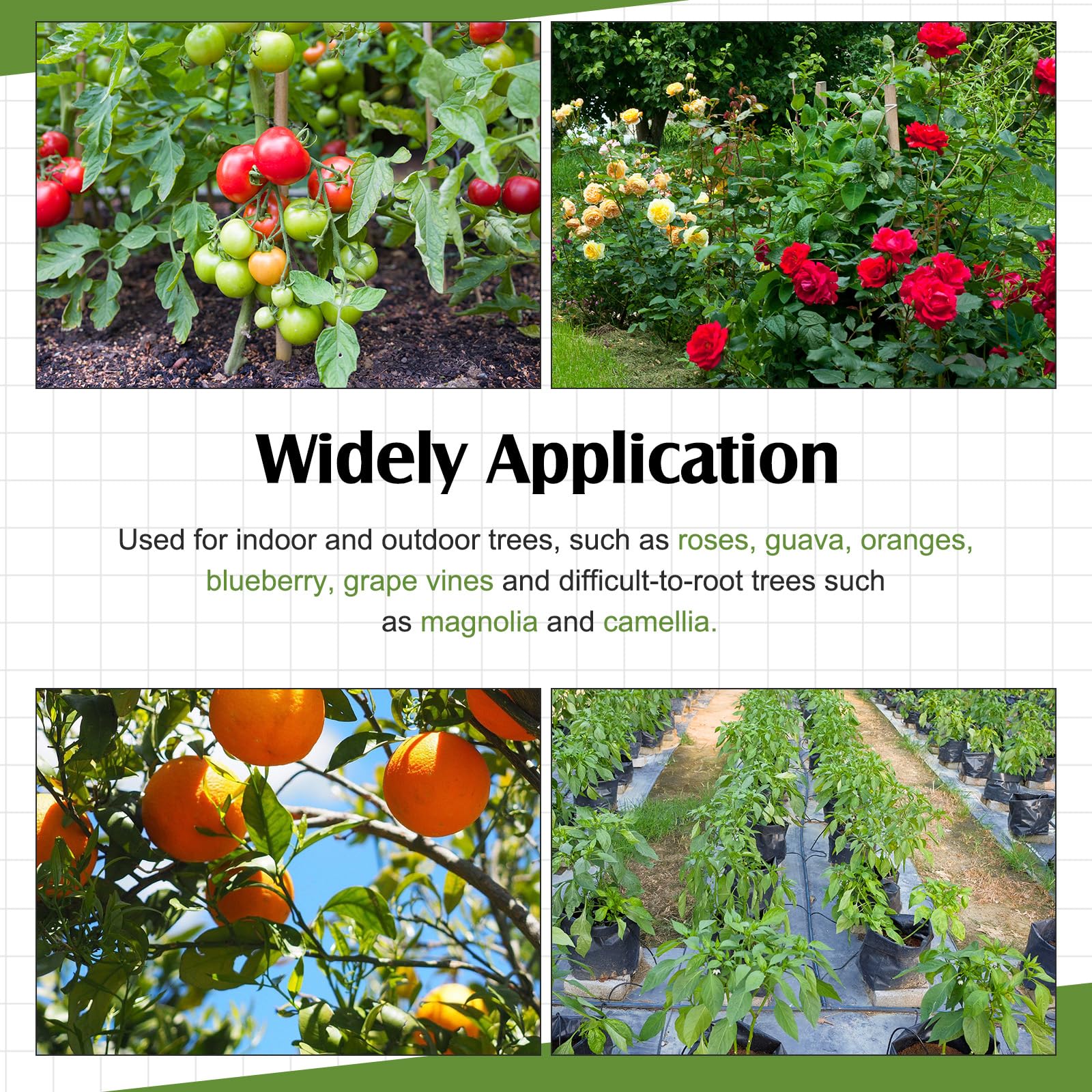 Threehoney transparent pods allow monitoring of rooting progress at a glance