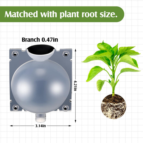 Threehoney grafting ball pods providing clear visibility to watch root development