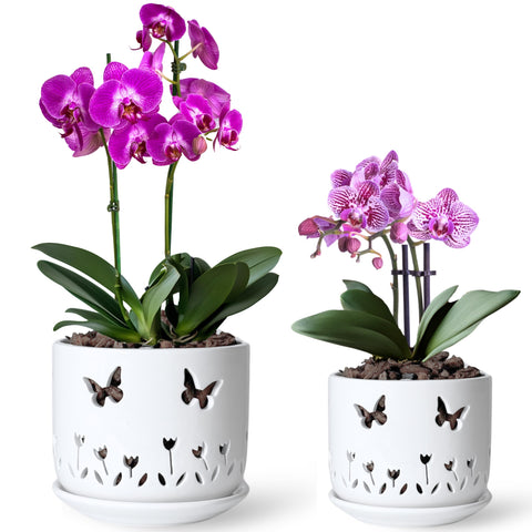 Thriving Thicket 2-pack white orchid pots with butterfly and tulip cutouts for elegant display.