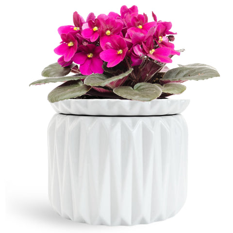 Thriving Thicket African Violet pot with water level lines for steady moisture