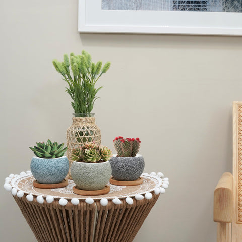 Thriving Thicket six-pack packaging protects pots during safe delivery.